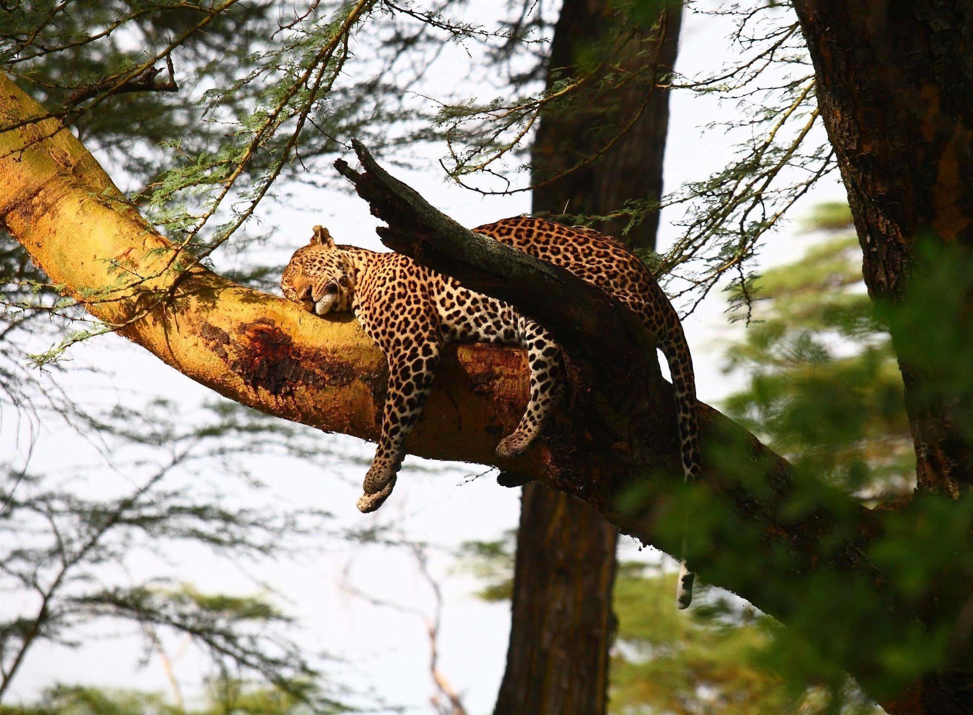 Sarova Lion Hill Game Lodge Nakuru Exterior photo